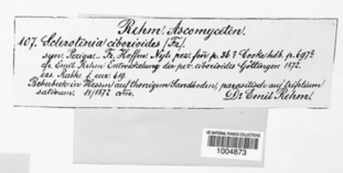 Sclerotinia trifoliorum image